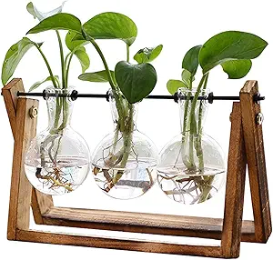 Glass and wood propagation vase for plant cuttings